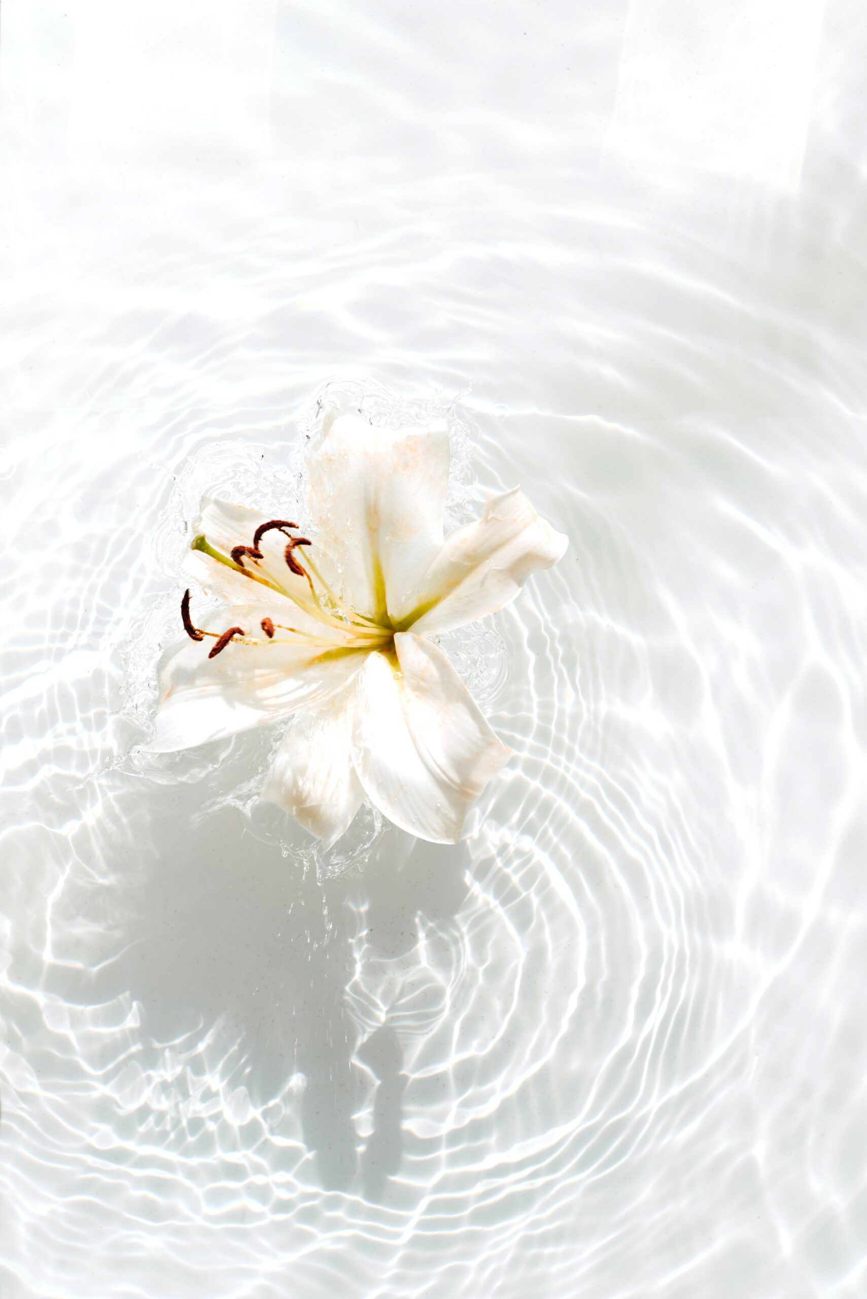 fleurs qui flotte dans l'eau
