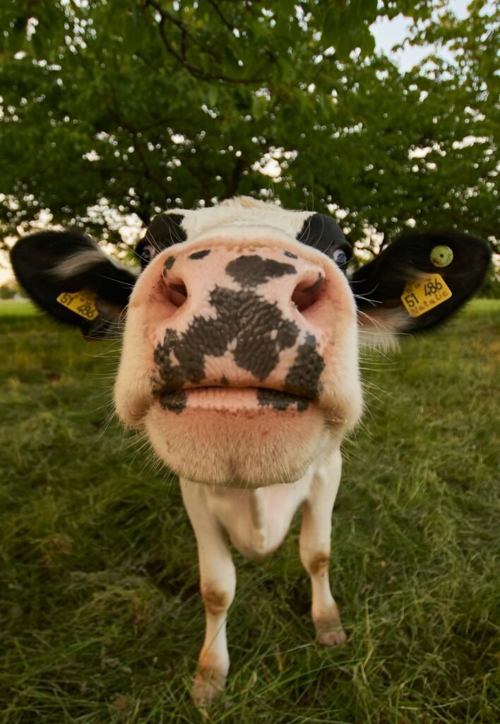 photo d'une vache en liberté
