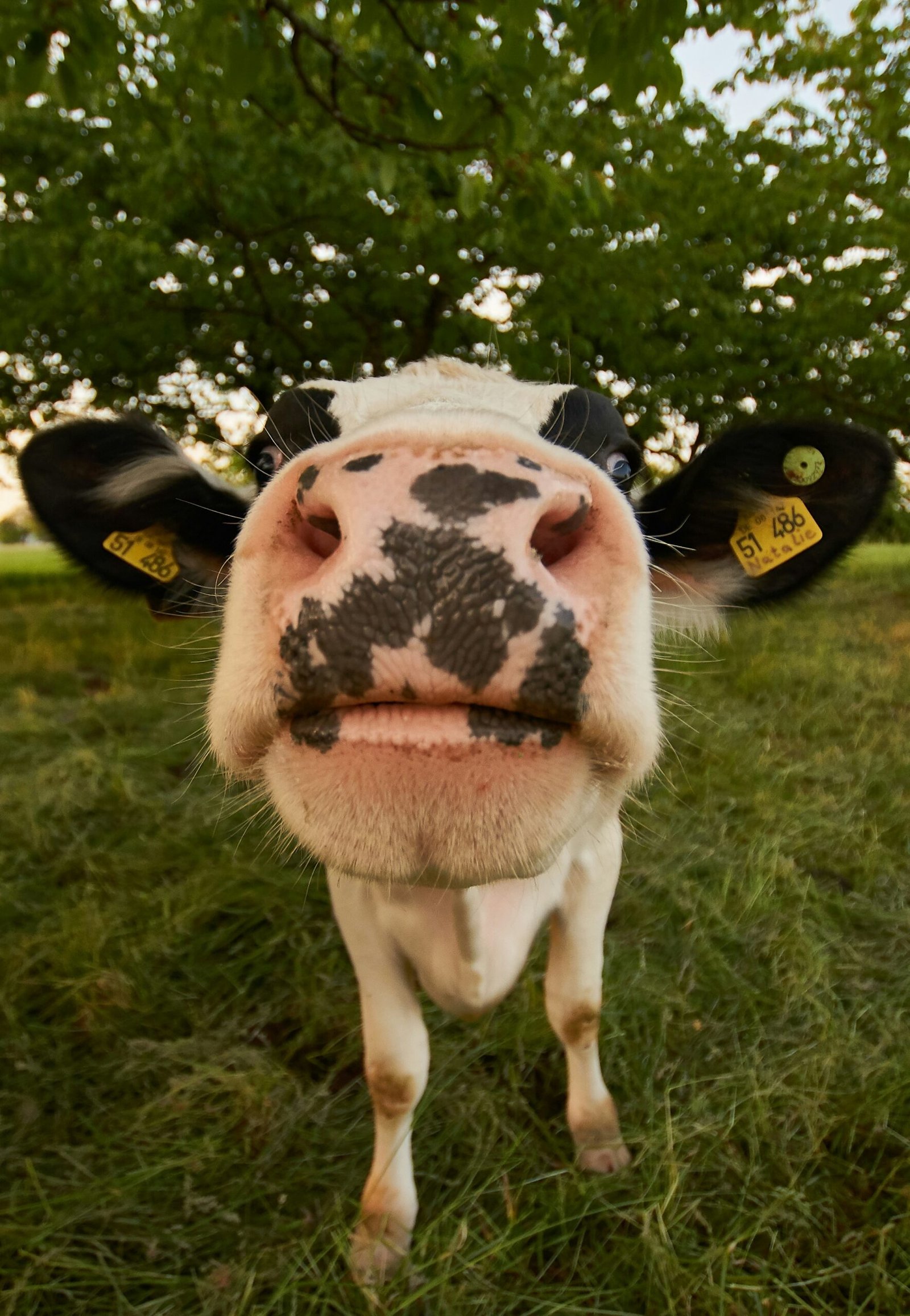 photo d'une vache en liberté